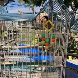 Cage For Love Birds