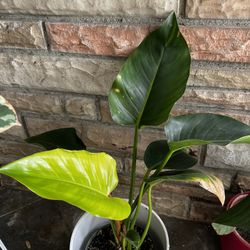 Philodendron Congo Green