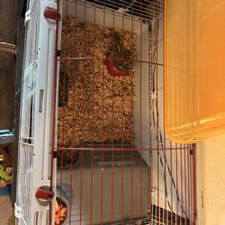Guinea Pig Cage