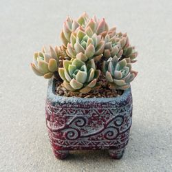 Succulents plants 🪴 (Echeveria 'Silk Veil')