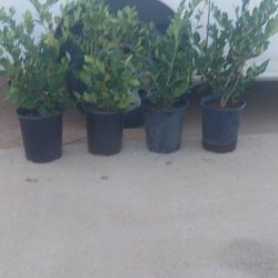 Ligustrum Waxleaf Plants 