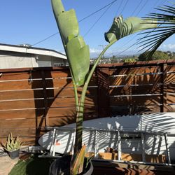 Bird Of paradise Palm