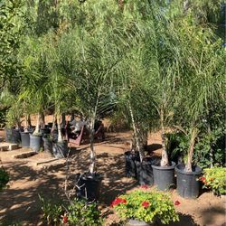 Queen Palms 30$