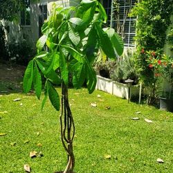 # 33  Money Tree, Pachira Glabra.  Indoor & outdoor Plant 5gl A real rooted plant