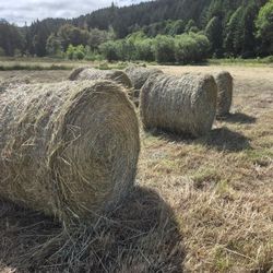 For Sale: Timothy/Canary Grass Round Bales – 1st Cutting