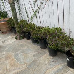 Dwarf Plants
