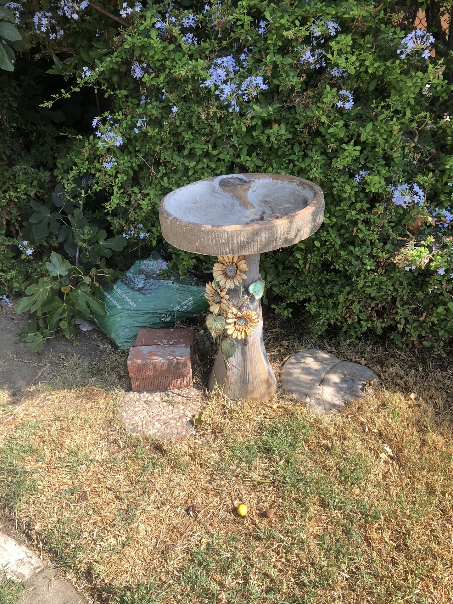 Bird Bath