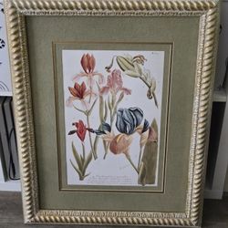 Floral Print Art Replica of JOHANN WILHELM WEINMANN, GERMAN 1(contact info removed), TULIP BOTANICALS 