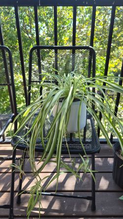 Spider Plant in White Pot