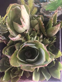 15 succulents for only $10