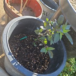 Rare Pepper Plant 