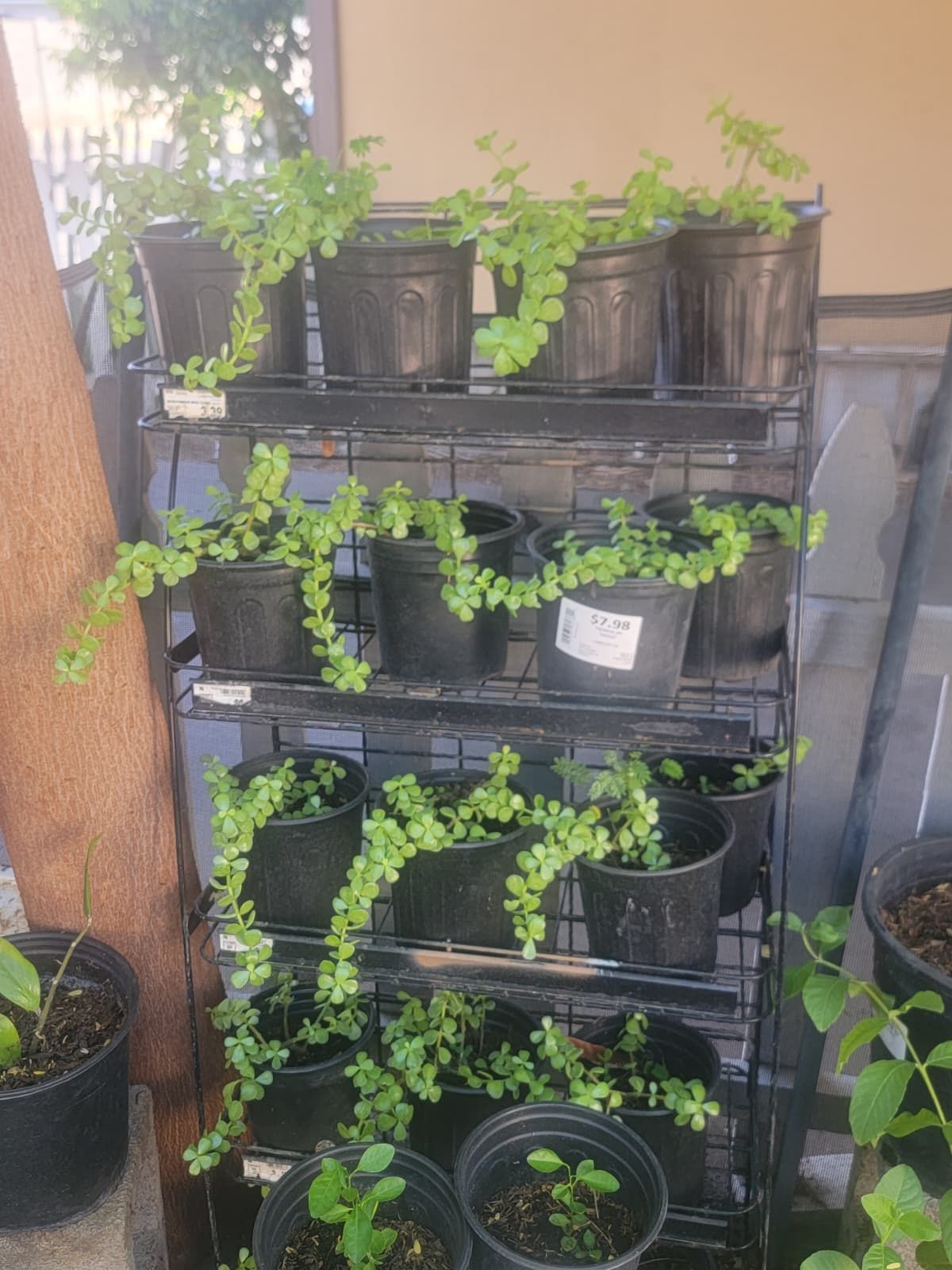 Elephant Plants