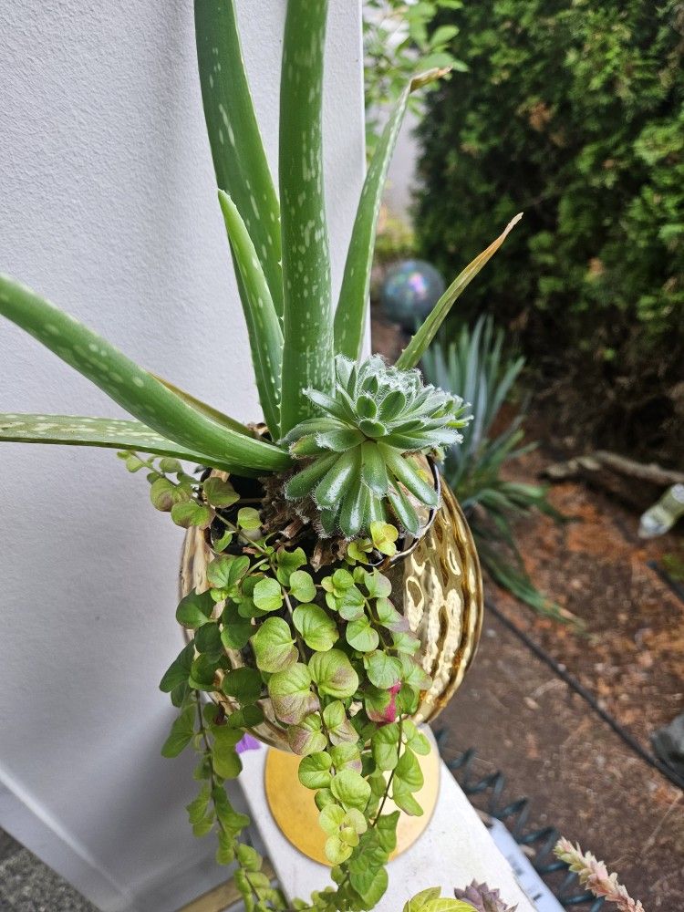 Plant Succulent Whis Aloe Vera In Cute Glass Vase, Inside