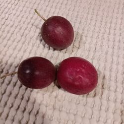 Seeds Of Exotic Fruit - Passionfruit Maracuya