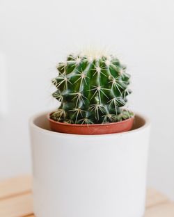 Barrel Cacti - 3” tall. Multiple available