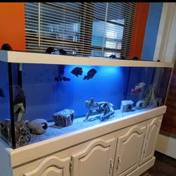 Fish Tank 150 G Today $350