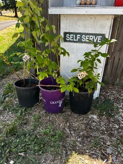 raspberry plants, fruits through October