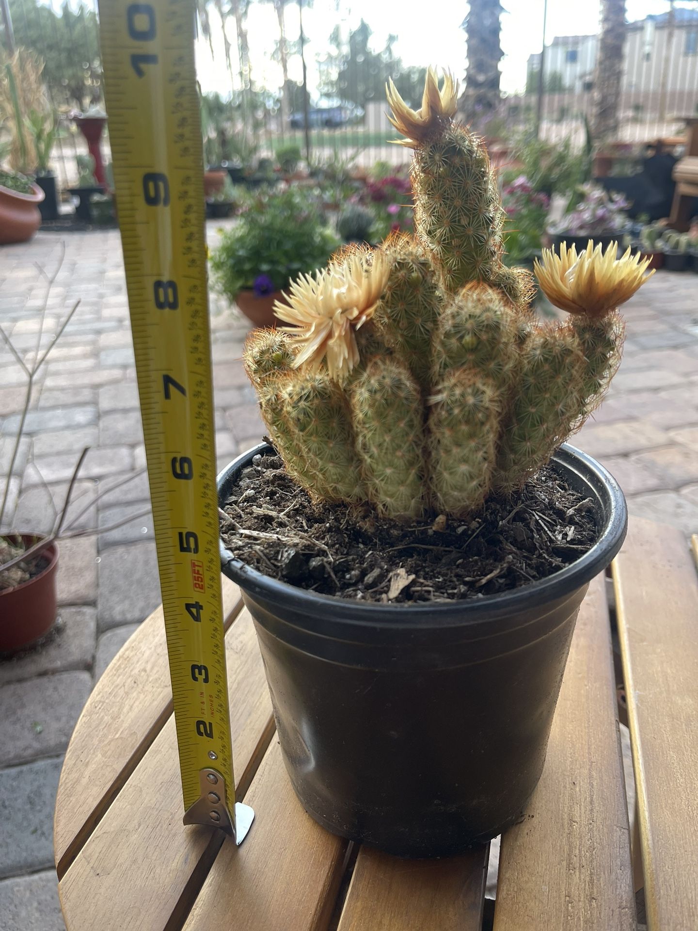 Flowering Copper King Cactus In 6inch Pot 