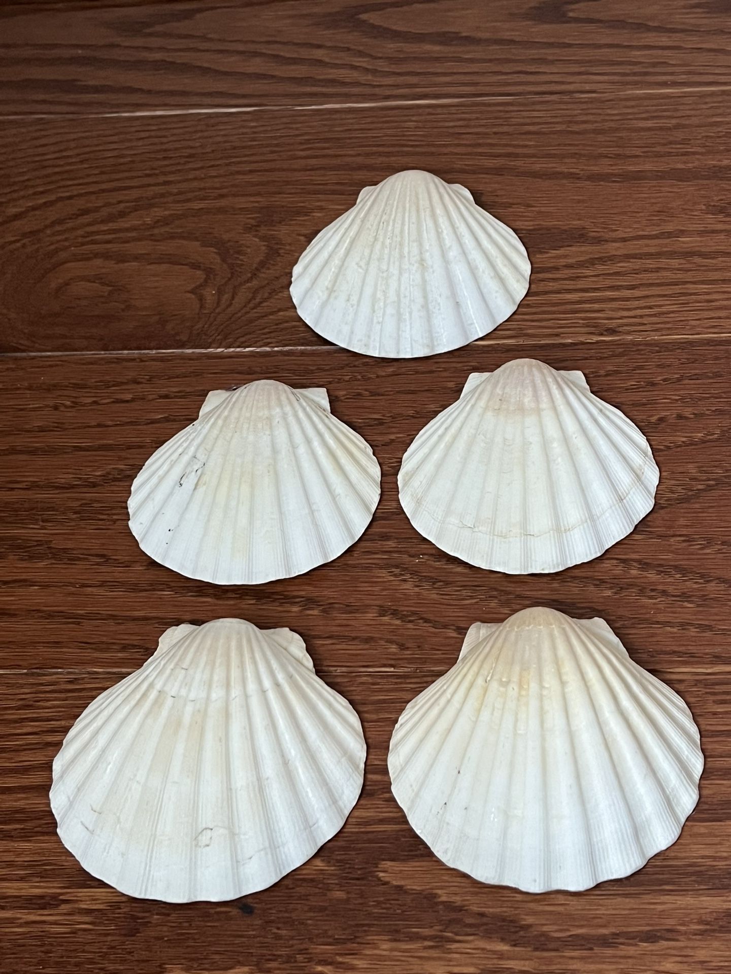 Five White Scallop Shells 3.25 Inches Apiece