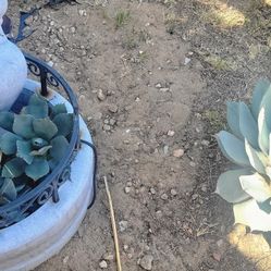 7small 1 Giant Artichoke Agave