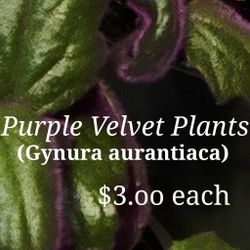 Purple Velvet Plants $3.oo each