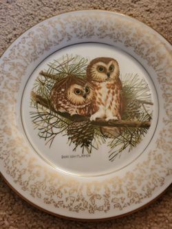 Saw Whet Owls