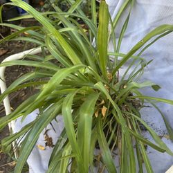 Spider Plant