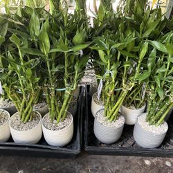 Lucky Bamboo In Ceramic Pot. SPECIAL PRICE 🤩