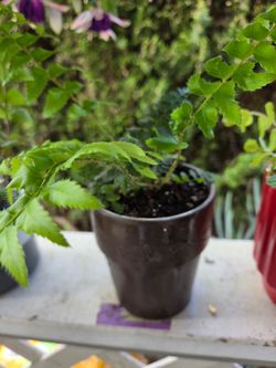 Plant Decoration Fern in Cute Pots