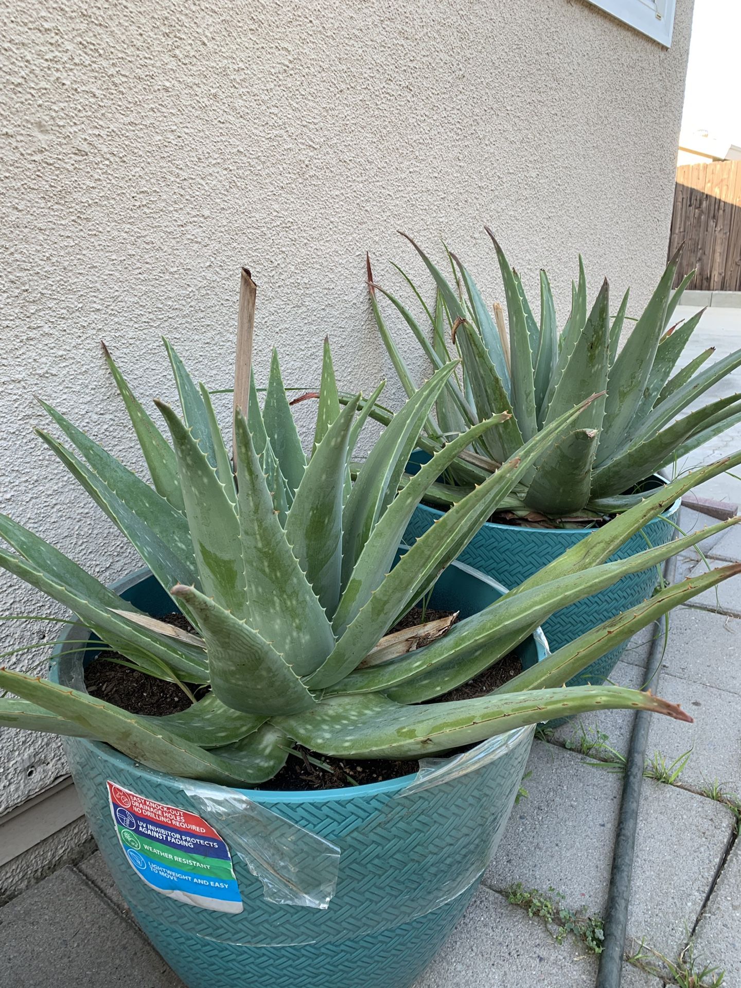 Aloe vera