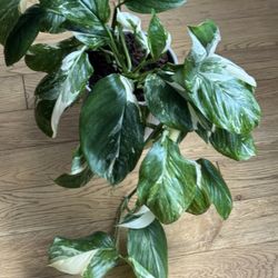 Rare Variegated Monstera Lechleriana Plant