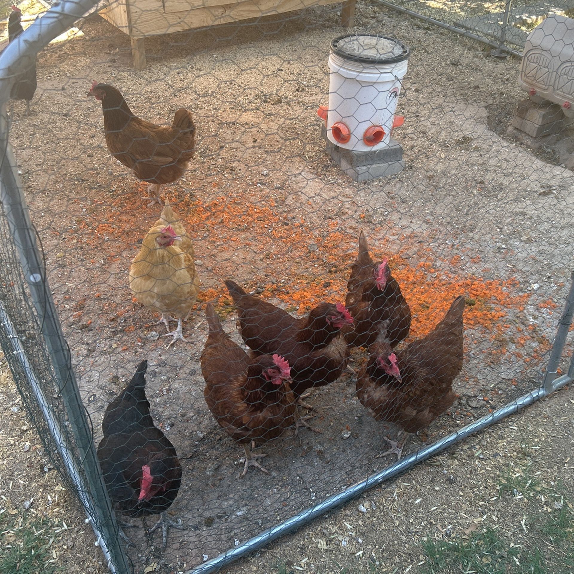 Chickens, Coup And More