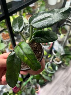 Hoya Globulosa $15