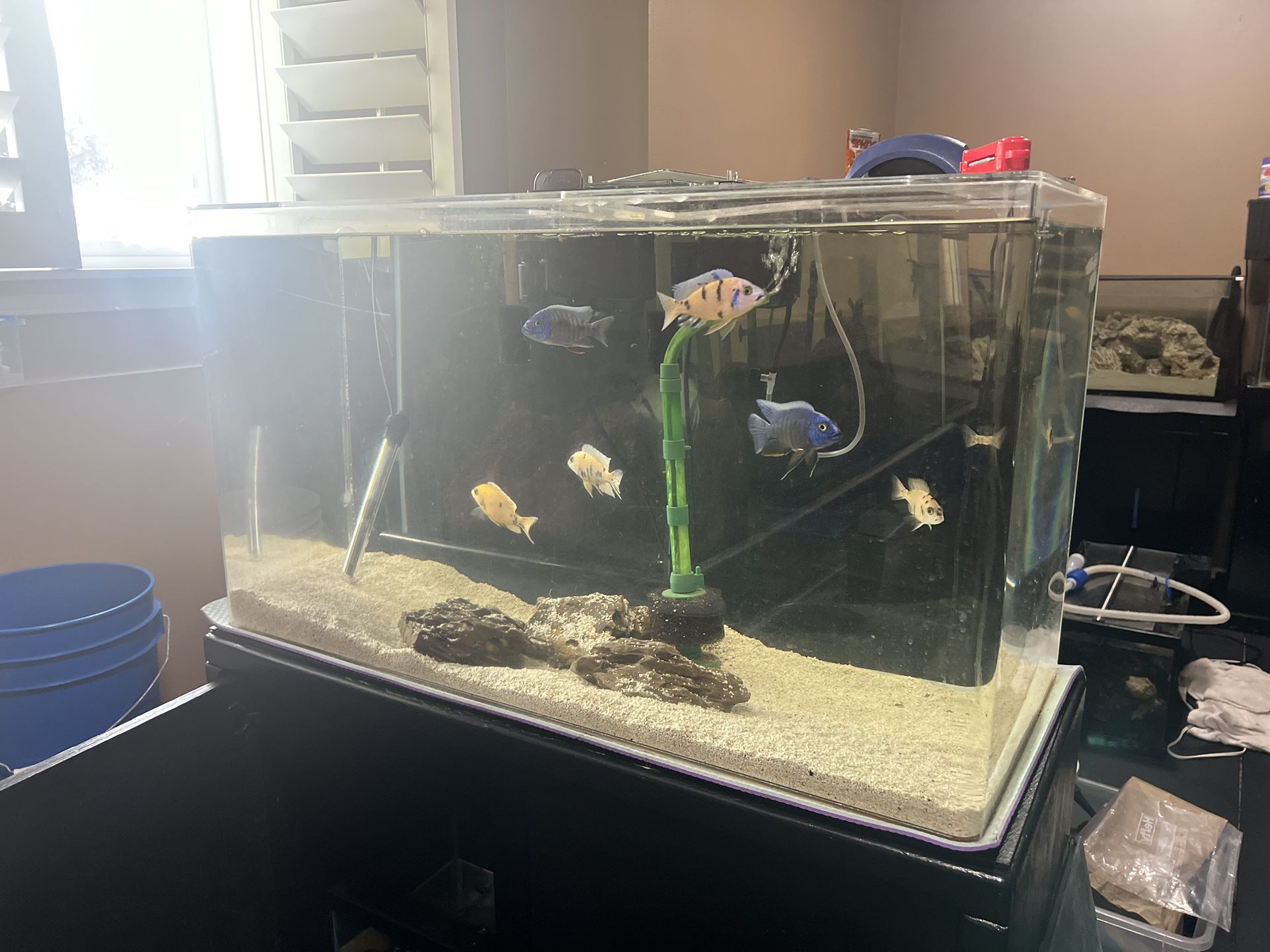50 Gallon Acrylic Fish Tank