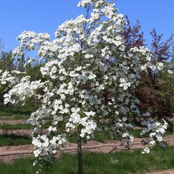 ‘Eddies White Wonder’ Dogwood Trees —