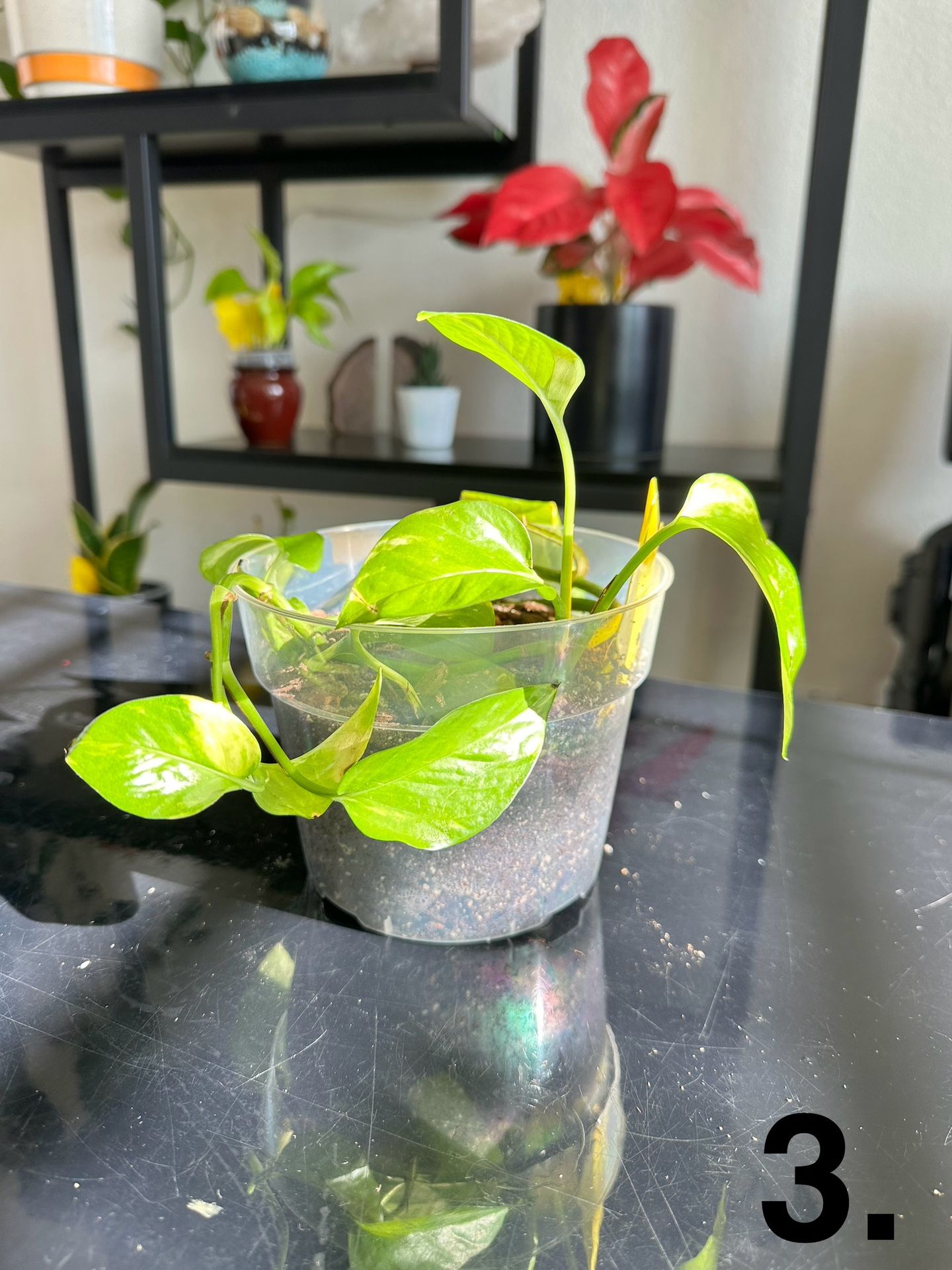 🌿 Pothos Cuttings for Sale – Strong Roots & Healthy Vines! 🌿