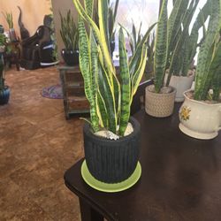 Two Ft Tall Sansevieria Snake Plant In 7in Black Terracotta Pot With Shells And Plate 
