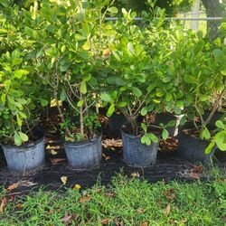 Beautiful Clusias Plants For Inmediate Privacy!!! 3-4 Feet Tall!