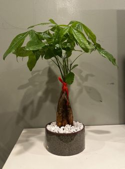 Money tree (Panchira)