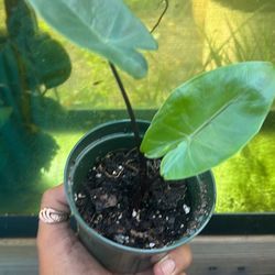 Alocasia Dark Steam