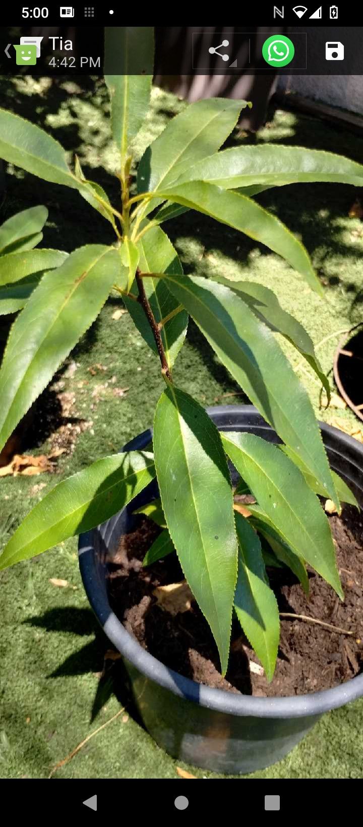 Planta De Capulìn/ Capulin Plant