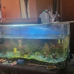 Fish Tank, Fish And Accessories 