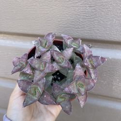 4” Succulent