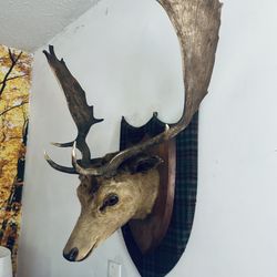 🔥 Vintage Taxidermy Deer Mount 🔥