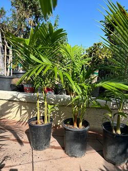 King Palm trees