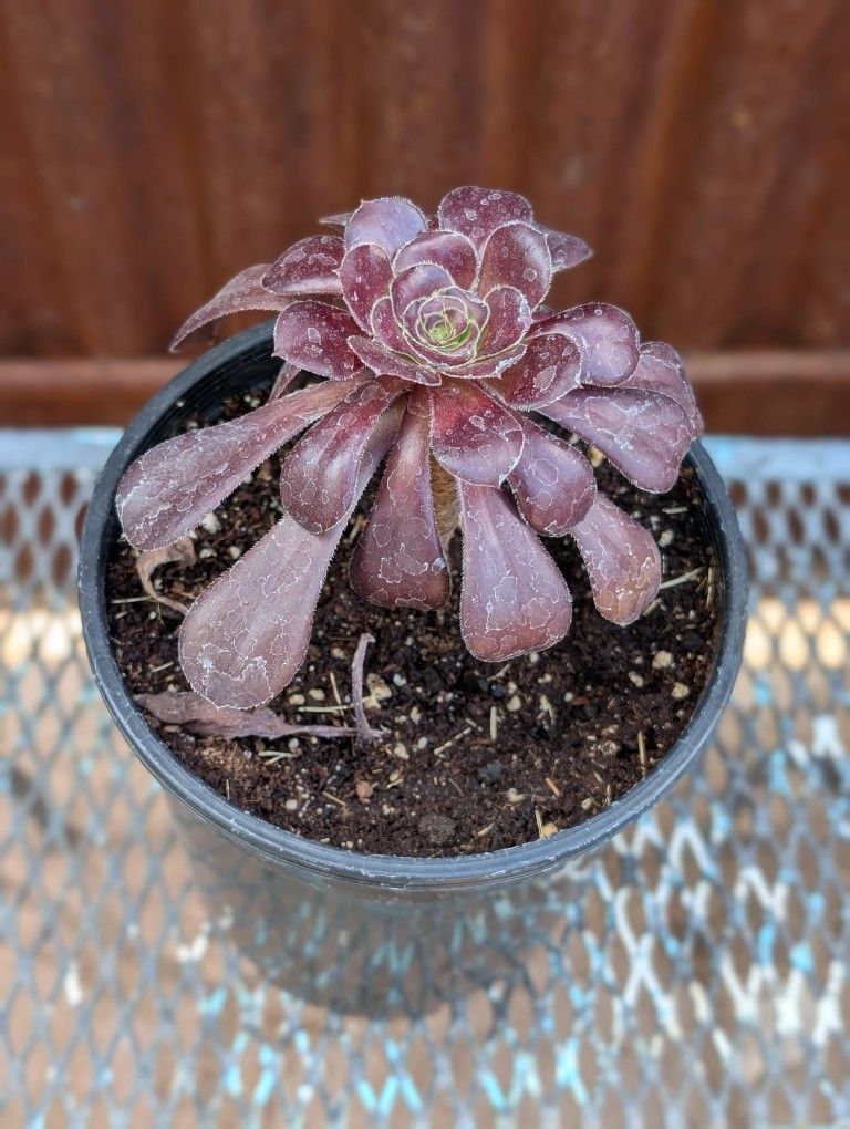 Black Rose Succulent 