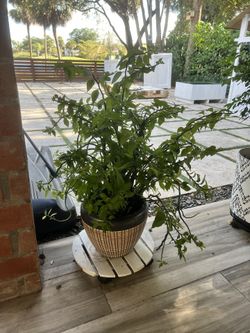 Indoor/Outdoor plant