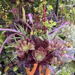 Beautiful Plants In Clay Pot 