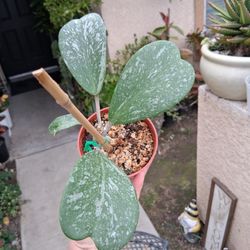 Silver Splash Hoya Kerri Plant $28