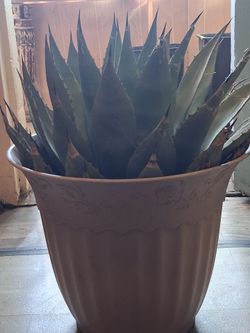 Cactus from mexico